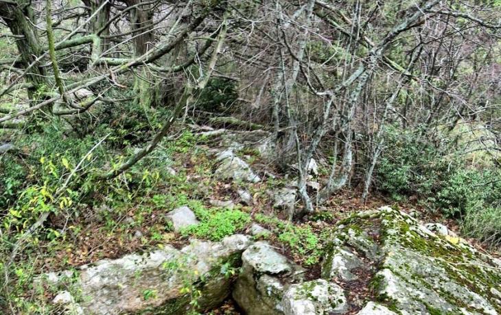 Yalta. SIMEIS. MOUNTAIN CAT