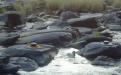 Шива лингам SAHASRALINGA