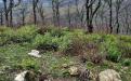 Yalta. GURZUF MOUNT BEAR