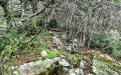 Yalta. SIMEIS. MOUNTAIN CAT