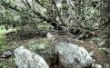 Yalta. SIMEIS. MOUNTAIN CAT